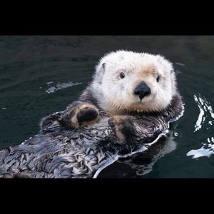 Meet your Posher, Lesley